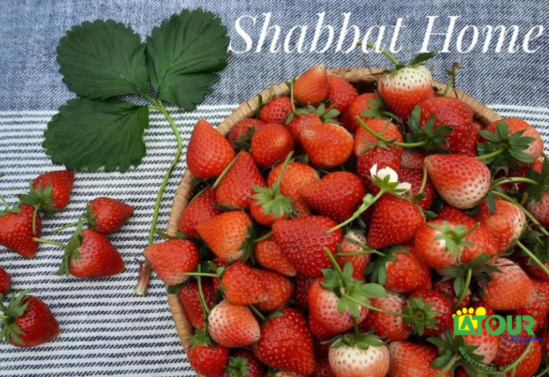 Du khách trải nghiệm hái dâu tây tại vườn Shabbat Home Măng Đen