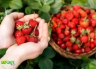 Top 5 vườn dâu Măng Đen cực đẹp cho bạn trải nghiệm đáng nhớ 