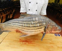 Cá Sông Gia Lai: Hương Vị Tinh Túy Từ Núi Rừng Tây Nguyên Đậm Đà