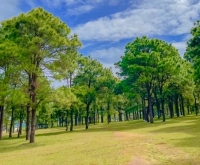 Cắm trại đồi thông Ia Dêr: Thiên đường xanh giữa lòng phố núi