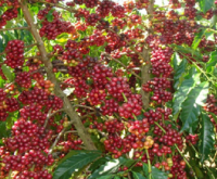 Khám phá tinh hoa ẩm thực cà phê Đắk Lắk: Hương vị đại ngàn