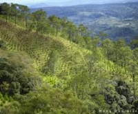 Kinh Nghiệm Săn Mây Măng Đen: Bí Quyết Chinh Phục Biển Mây Tuyệt Đẹp