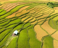 Kon Tum mùa lúa chín vàng: Vẻ đẹp và trải nghiệm Tây Nguyên