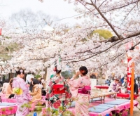 Măng Đen 2026: Lễ hội Hoa Anh Đào & Khinh Khí Cầu Rực Rỡ Sắc Màu