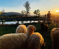 Review Chika Farm Đà Lạt: Trải nghiệm nông trại cừu châu Âu tuyệt đẹp.