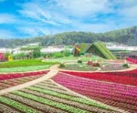 Review Thung Lũng Hoa Tà Nung 2026: Giá Vé & Trải Nghiệm