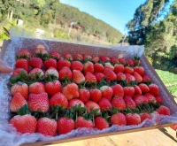 Vườn dâu tây Măng Đen – Trải nghiệm hái và thưởng thức tại vườn