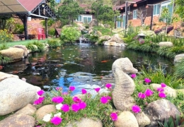 Cá Koi Homestay: View sân vườn hồ cá đẳng cấp, thư giãn cực chill.