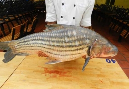 Cá Sông Gia Lai: Hương Vị Tinh Túy Từ Núi Rừng Tây Nguyên Đậm Đà