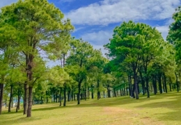 Cắm trại đồi thông Ia Dêr: Thiên đường xanh giữa lòng phố núi