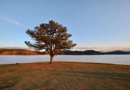 Cây Thông Cô Đơn Đà Lạt: Lộ Trình Đến Và Bí Kíp Check-in Đẹp