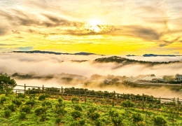 Đánh giá chi tiết Khu Đồi Mây Đà Lạt và giá vé dự kiến 2026