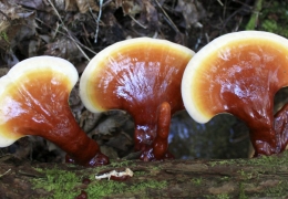 Hương vị tinh túy từ Nấm rừng Măng Đen - Đặc sản núi rừng Kon Tum