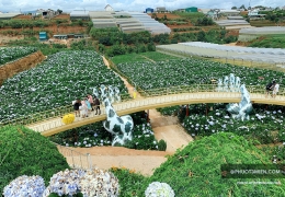 Khám phá 2 cầu vàng Đà Lạt view đẹp nhất 2026 không thể bỏ lỡ