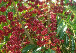 Khám phá tinh hoa ẩm thực cà phê Đắk Lắk: Hương vị đại ngàn