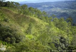 Kinh Nghiệm Săn Mây Măng Đen: Bí Quyết Chinh Phục Biển Mây Tuyệt Đẹp