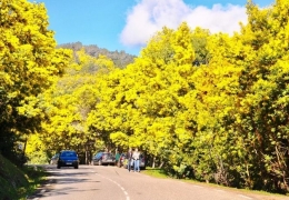 Mê mẩn Top 10 điểm check-in sống ảo đèo Mimosa Đà Lạt đẹp tuyệt