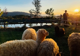 Review Chika Farm Đà Lạt: Trải nghiệm nông trại cừu châu Âu tuyệt đẹp.