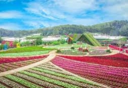 Review Thung Lũng Hoa Tà Nung 2026: Giá Vé & Trải Nghiệm