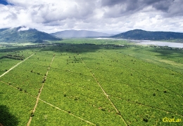 Trải nghiệm check-in Biển Hồ Chè Pleiku mộng mơ, đẹp ngất ngây!