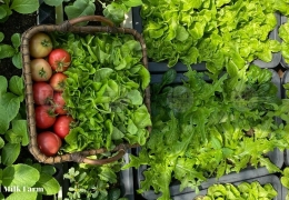 Trải nghiệm hái rau tươi tại farm Đà Lạt: Lịch trình & giá vé