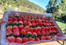 Vườn dâu tây Măng Đen – Trải nghiệm hái và thưởng thức tại vườn