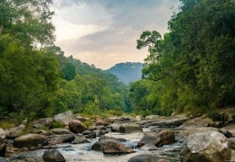 Vườn Quốc gia Chư Yang Sin: Khám phá vẻ đẹp thiên nhiên Tây Nguyên