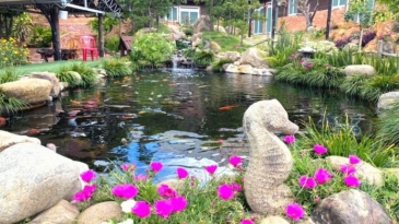 Cá Koi Homestay: View sân vườn hồ cá đẳng cấp, thư giãn cực chill.