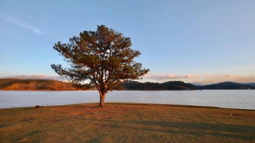 Cây Thông Cô Đơn Đà Lạt: Lộ Trình Đến Và Bí Kíp Check-in Đẹp