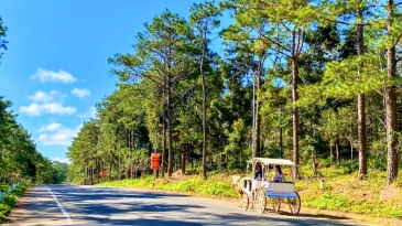 Hành trình khám phá rừng thông Măng Đen