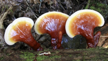 Hương vị tinh túy từ Nấm rừng Măng Đen - Đặc sản núi rừng Kon Tum