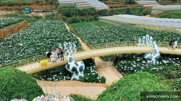 Khám phá 2 cầu vàng Đà Lạt view đẹp nhất 2026 không thể bỏ lỡ