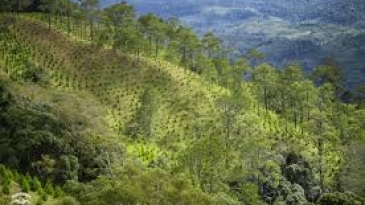 Kinh Nghiệm Săn Mây Măng Đen: Bí Quyết Chinh Phục Biển Mây Tuyệt Đẹp