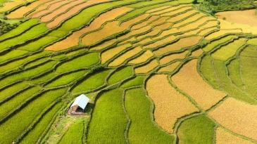 Kon Tum mùa lúa chín vàng: Vẻ đẹp và trải nghiệm Tây Nguyên