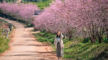 Măng Đen 2026: Lễ hội Hoa Anh Đào & Khinh Khí Cầu Rực Rỡ Sắc Màu