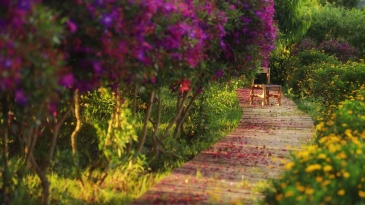 Măng Đen mùa hoa sim tím: Khoảnh khắc tuyệt đẹp của thiên nhiên Tây Nguyên