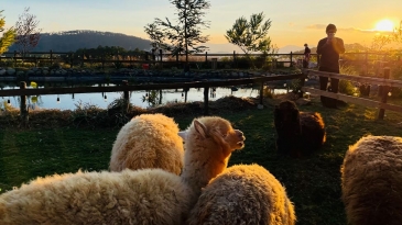 Review Chika Farm Đà Lạt: Trải nghiệm nông trại cừu châu Âu tuyệt đẹp.