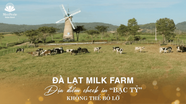 Review Đà Lạt Milk Farm: Nông trại sữa sống ảo cực phẩm Đà Lạt