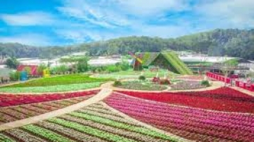Review Thung Lũng Hoa Tà Nung 2026: Giá Vé & Trải Nghiệm