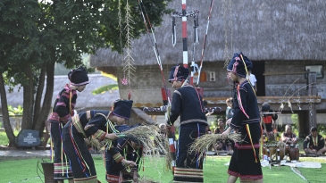 Tái hiện nghi lễ ăn lúa mới truyền thống của người dân Gia Lai