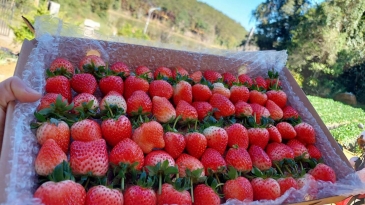 Vườn dâu tây Măng Đen – Trải nghiệm hái và thưởng thức tại vườn