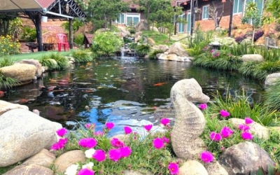 Cá Koi Homestay: View sân vườn hồ cá đẳng cấp, thư giãn cực chill.