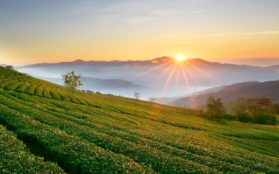 Đồi trà Cầu Đất Đà Lạt