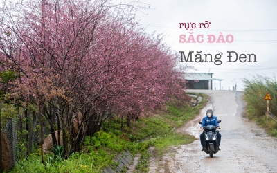 Hoa anh đào Măng Đen - Bạn đã tới check in chưa ?