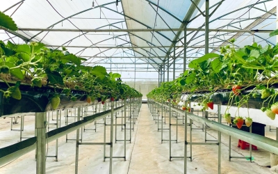 Khám Phá Khu Nông Nghiệp Công Nghệ Cao Măng Đen