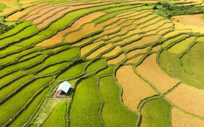 Kon Tum mùa lúa chín vàng: Vẻ đẹp và trải nghiệm Tây Nguyên