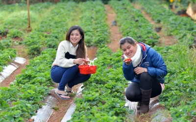 Nhiều du khách bị sập bẫy ' vườn dâu miễn phí ' ở Đà Lạt