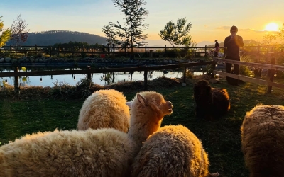 Review Chika Farm Đà Lạt: Trải nghiệm nông trại cừu châu Âu tuyệt đẹp.