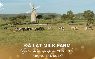 Review Đà Lạt Milk Farm: Nông trại sữa sống ảo cực phẩm Đà Lạt