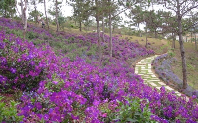 Sắc tím mộng mơ quyến rũ trên cao nguyên đại ngàn Kon Tum